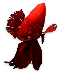 Ilustração Cabeça Peixe Betta Vermelho Poytara